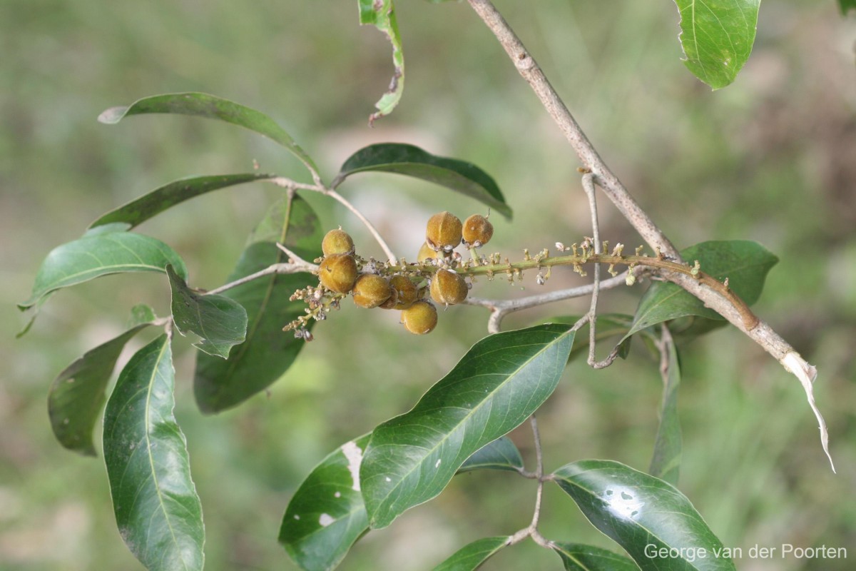 Lepisanthes tetraphylla var. tetraphylla (Vahl) Radlk.